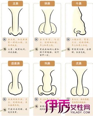 福鼻面相|十六种鼻子面相图文分析三六风水网